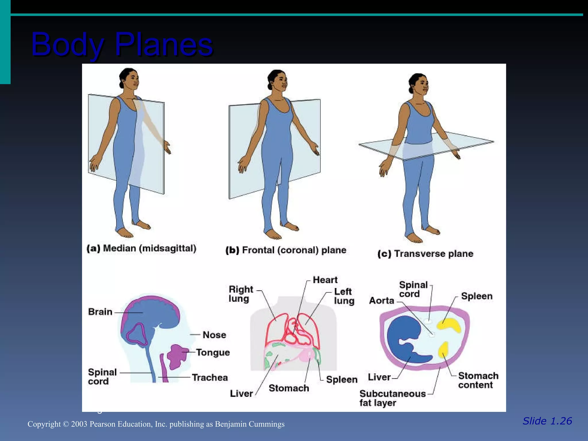 Body Planes Slide 1.26 Copyright © 2003 Pearson Education, Inc. publishing as Benjamin Cummings Figure 1.6 