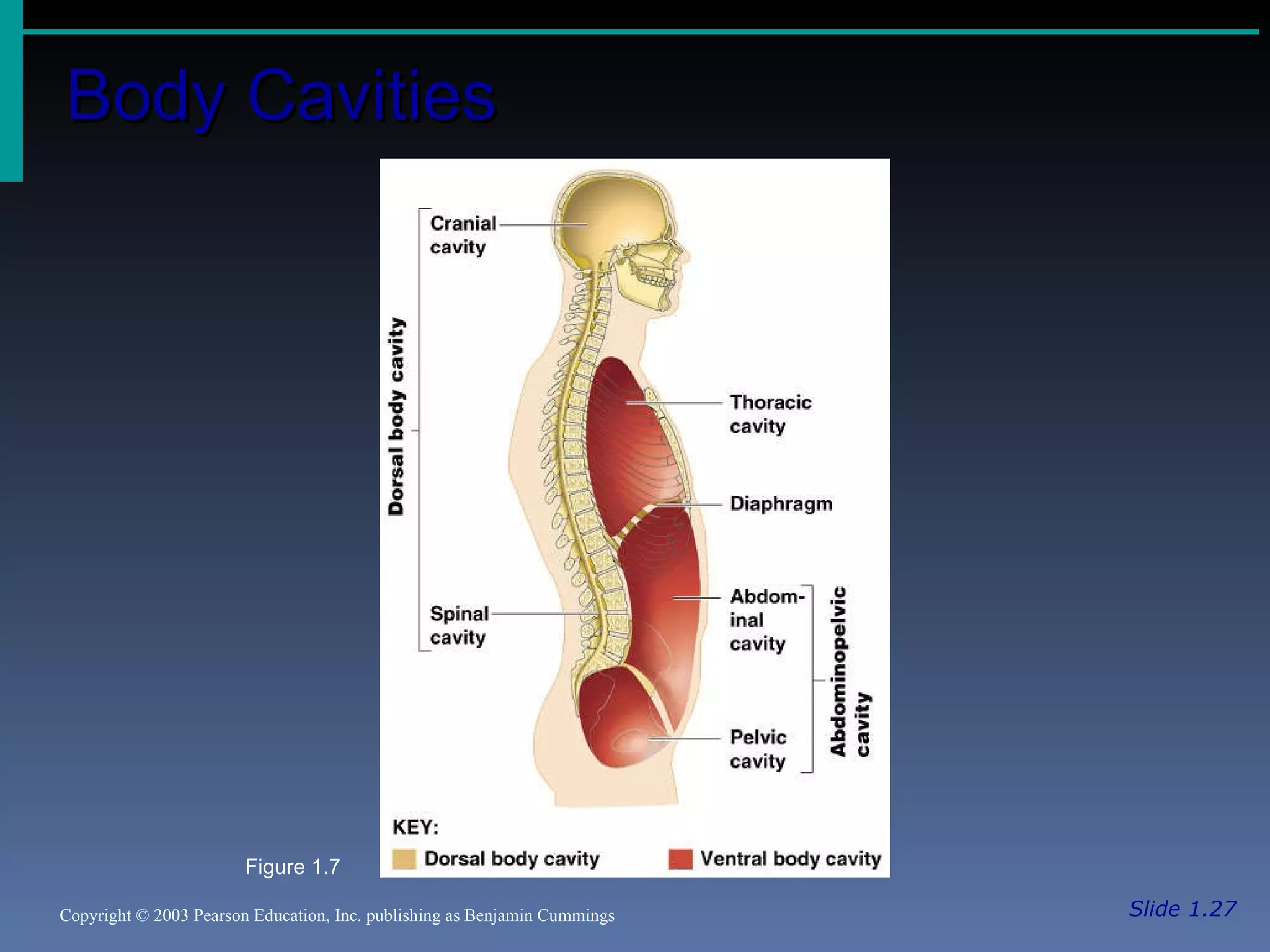 Body Cavities Slide 1.27 Copyright © 2003 Pearson Education, Inc. publishing as Benjamin Cummings Figure 1.7 