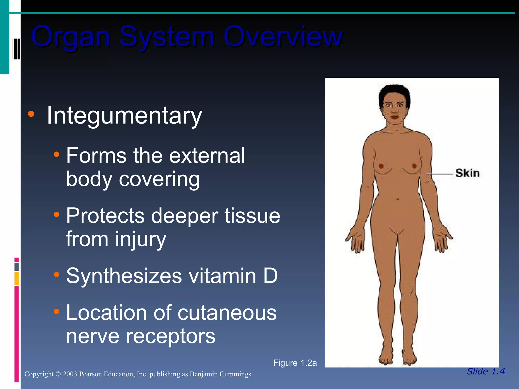 Slide 1.4 Organ System Overview Copyright © 2003 Pearson Education, Inc. publishing as Benjamin Cummings Integumentary Forms the external body covering Protects deeper tissue from injury Synthesizes vitamin D Location of cutaneous nerve receptors Figure 1.2a 
