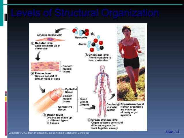 Anatomy and Physiology Chapter 1 - Introduction to Anatomy and ...