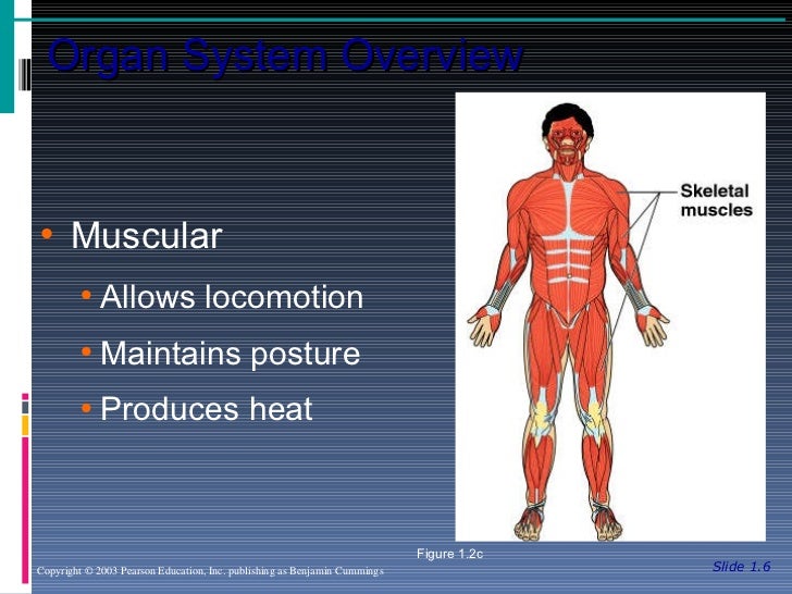 Anatomy and Physiology Chapter 1 - Introduction to Anatomy and Physio…