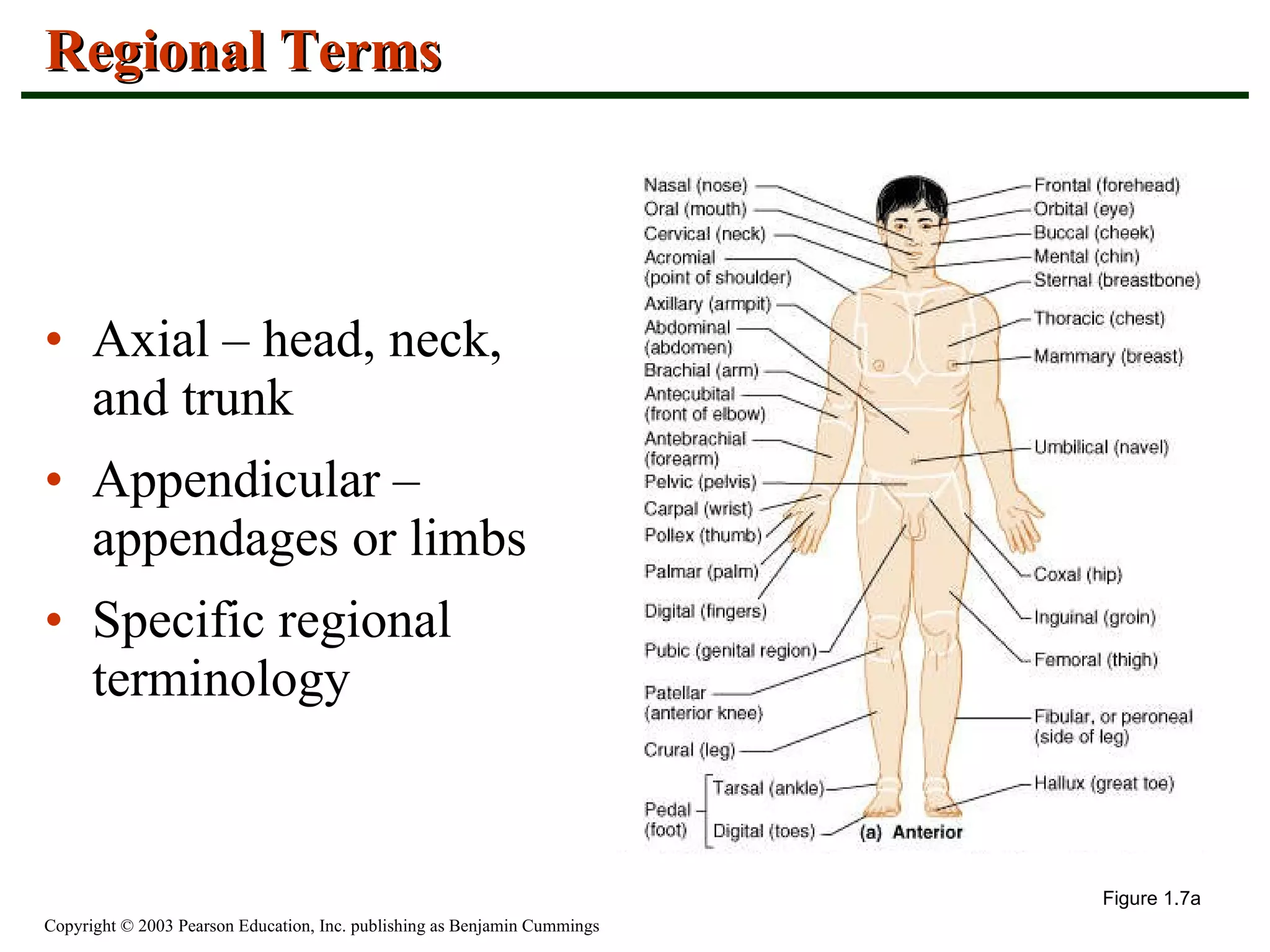 Anatomy and Physiology Chapter 1 - Introduction to Anatomy and ...