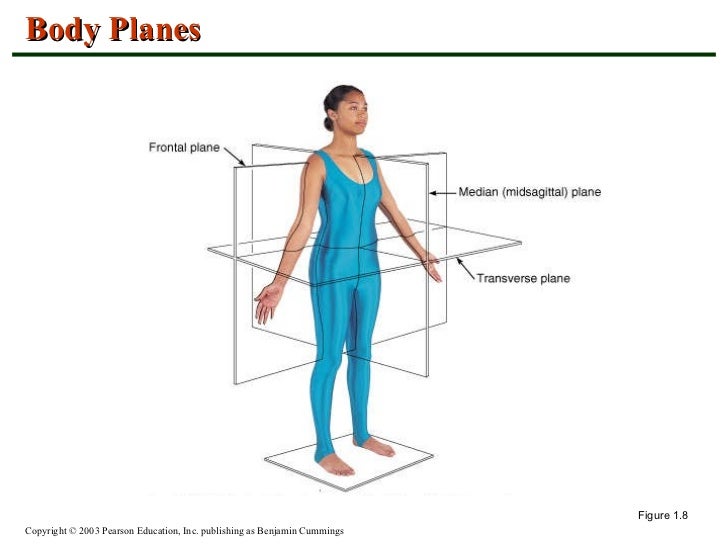 Anatomy and Physiology Chapter 1 - Introduction to Anatomy and Physio…