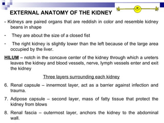 EXTERNAL ANATOMY OF THE KIDNEY - Kidneys are paired organs that are reddish in color and resemble kidney beans in shape They are about the size of a closed fist The right kidney is slightly lower than the left because of the large area occupied by the liver. HILUM  – notch in the concave center of the kidney through which a ureters leaves the kidney and blood vessels, nerve, lymph vessels enter and exit the kidney Three layers surrounding each kidney Renal capsule – innermost layer, act as a barrier against infection and trauma. Adipose capsule – second layer, mass of fatty tissue that protect the kidney from blows Renal fascia – outermost layer, anchors the kidney to the abdominal wall. 