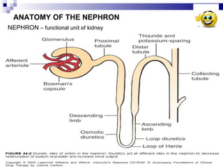 ANATOMY OF THE NEPHRON NEPHRON  – functional unit of kidney 