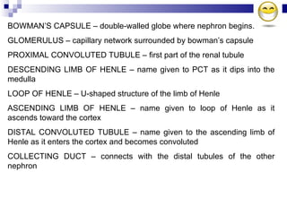 BOWMAN’S CAPSULE – double-walled globe where nephron begins. GLOMERULUS – capillary network surrounded by bowman’s capsule PROXIMAL CONVOLUTED TUBULE – first part of the renal tubule DESCENDING LIMB OF HENLE – name given to PCT as it dips into the medulla LOOP OF HENLE – U-shaped structure of the limb of Henle ASCENDING LIMB OF HENLE – name given to loop of Henle as it ascends toward the cortex DISTAL CONVOLUTED TUBULE – name given to the ascending limb of Henle as it enters the cortex and becomes convoluted COLLECTING DUCT – connects with the distal tubules of the other nephron 