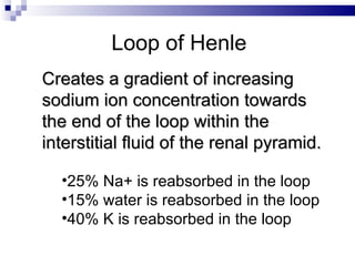Loop of Henle Creates a gradient of increasing sodium ion concentration towards the end of the loop within the interstitial fluid of the renal pyramid. 25% Na+ is reabsorbed in the loop 15% water is reabsorbed in the loop 40% K is reabsorbed in the loop   