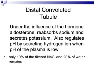 Distal Convoluted Tubule Under the influence of the hormone aldosterone, reabsorbs sodium and secretes potassium.  Also regulates pH by secreting hydrogen ion when pH of the plasma is low. only 10% of the filtered NaCl and 20% of water remains 