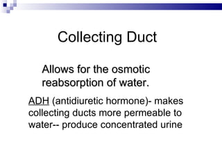Collecting Duct Allows for the osmotic reabsorption of water. ADH  (antidiuretic hormone)- makes collecting ducts more permeable to water-- produce concentrated urine 
