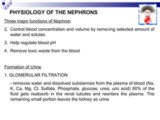 PHYSIOLOGY OF THE NEPHRONS Three major functions of Nephron Control blood concentration and volume by removing selected amount of water and solutes Help regulate blood pH Remove toxic waste from the blood Formation of Urine 1. GLOMERULAR FILTRATION - removes water and dissolved substances from the plasma of blood (Na, K, Ca, Mg, Cl, Sulfate, Phosphate, glucose, urea, uric acid) 90% of the fluid gets reabsorb in the renal tubules and reenters the plasma. The remaining small portion leaves the kidney as urine 