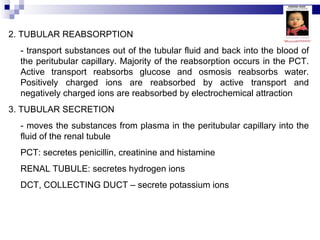 2. TUBULAR REABSORPTION - transport substances out of the tubular fluid and back into the blood of the peritubular capillary. Majority of the reabsorption occurs in the PCT. Active transport reabsorbs glucose and osmosis reabsorbs water. Positively charged ions are reabsorbed by active transport and negatively charged ions are reabsorbed by electrochemical attraction 3. TUBULAR SECRETION - moves the substances from plasma in the peritubular capillary into the fluid of the renal tubule PCT: secretes penicillin, creatinine and histamine RENAL TUBULE: secretes hydrogen ions DCT, COLLECTING DUCT – secrete potassium ions 