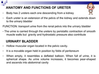 ANATOMY AND FUNCTIONS OF URETER Body has 2 ureters each one descending from a kidney Each ureter is an extension of the pelvis of the kidney and extends down to the urinary bladder FUNCTION: transport urine from the renal pelvis into the urinary bladder - The urine is carried through the ureters by peristaltic contraction of smooth muscle walls but  gravity and hydrostatic pressure also contribute URINARY BLADDER Hollow muscular organ located in the pelvic cavity. It is a movable organ held in position by folds of peritoneum When empty, it resembles a deflated balloon. When full of urine, it is spherical shape. As urine volume increases, it becomes pear-shaped and ascends into abdominal cavity 