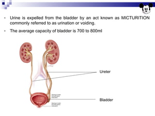 Urine is expelled from the bladder by an act known as MICTURITION commonly referred to as urination or voiding. The average capacity of bladder is 700 to 800ml Ureter Bladder 