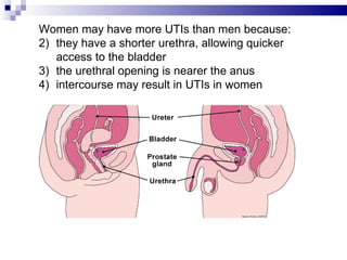 Women may have more UTIs than men because:  they have a shorter urethra, allowing quicker access to the bladder the urethral opening is nearer the anus intercourse may result in UTIs in women 