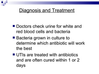 Diagnosis and Treatment Doctors check urine for white and red blood cells and bacteria Bacteria grown in culture to determine which antibiotic will work the best UTIs are treated with antibiotics and are often cured within 1 or 2 days 