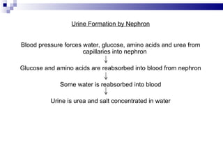 Urine Formation by Nephron Blood pressure forces water, glucose, amino acids and urea from capillaries into nephron Glucose and amino acids are reabsorbed into blood from nephron Some water is reabsorbed into blood Urine is urea and salt concentrated in water 