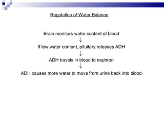 Regulation of Water Balance Brain monitors water content of blood If low water content, pituitary releases ADH ADH travels in blood to nephron ADH causes more water to move from urine back into blood 