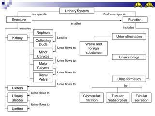 Urinary System Has specific Performs specific Structure Function enables Kidney includes Nephron Collecting Ducts Minor Calyces Major Calyces Renal Pelvis Ureters Urinary Bladder Urethra Lead to Urine flows to Urine flows to Urine flows to Urine flows to Urine flows to Urine flows to Urine elimination includes Waste and foreign substance Urine storage Urine formation Tubular secretion Tubular reabsorption Glomerular filtration by 