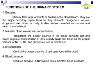 FUNCTIONS OF THE URINARY SYSTEM 1.  Excretion - Kidney filter large amounts of fluid from the bloodstream. They are the major excretory organ because they eliminate nitrogenous wastes, drugs and toxin from the body. It also reabsorb needed substances and return them to blood. 2.  Maintain blood volume and concentration - Regulating the proper balance in the blood between salt and water, regulate concentration of ions in body fluids and blood so the proper balance of Na, K, Ca, and phosphate ions is maintained. 3.  pH regulation - Control the proper balance of hydrogen ions in the blood 4.  Blood pressure - Produce enzyme RENIN which helps maintain blood pressure 