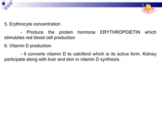 5. Erythrocyte concentration - Produce the protein hormone ERYTHROPOIETIN which stimulates red blood cell production 6. Vitamin D production - It converts vitamin D to calciferol which is its active form. Kidney participate along with liver and skin in vitamin D synthesis. 