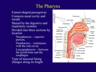 Anaphysio ch 15   respiratory93
