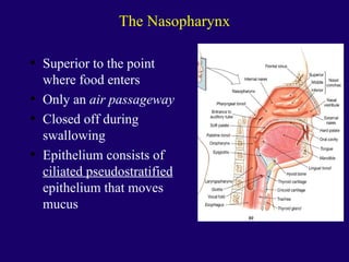 Anaphysio ch 15   respiratory93