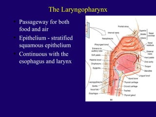 Anaphysio ch 15   respiratory93