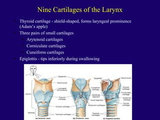 Anaphysio ch 15   respiratory93