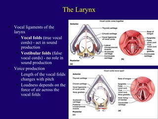 Anaphysio ch 15   respiratory93