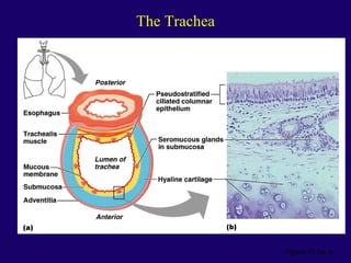 Anaphysio ch 15   respiratory93