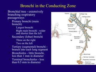 Anaphysio ch 15   respiratory93