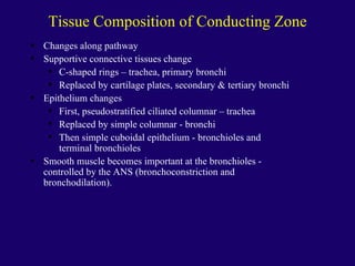 Anaphysio ch 15   respiratory93