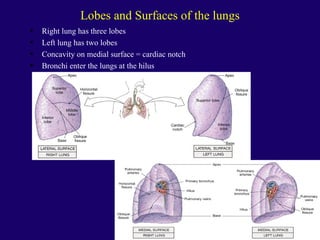 Anaphysio ch 15   respiratory93