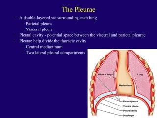Anaphysio ch 15   respiratory93