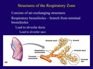 Anaphysio ch 15   respiratory93