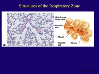 Anaphysio ch 15   respiratory93
