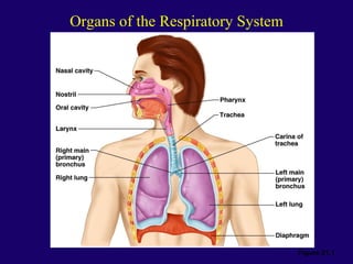 Anaphysio ch 15   respiratory93