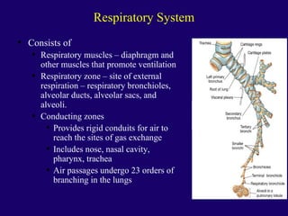 Anaphysio ch 15   respiratory93