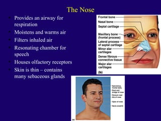 Anaphysio ch 15   respiratory93