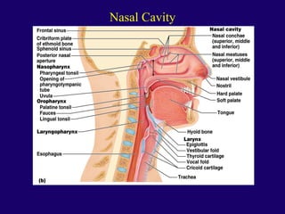 Anaphysio ch 15   respiratory93