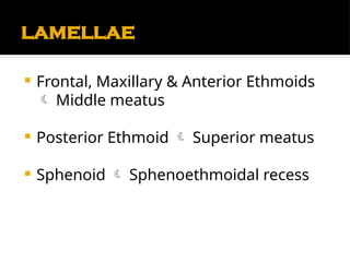 Comprehensive Anatomy and Physiology of the Nose and Paranasal Sinuses ...