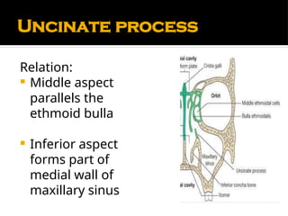Comprehensive Anatomy and Physiology of the Nose and Paranasal Sinuses ...