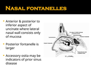Comprehensive Anatomy and Physiology of the Nose and Paranasal Sinuses ...