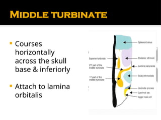Comprehensive Anatomy and Physiology of the Nose and Paranasal Sinuses ...