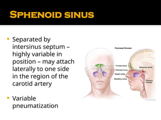 Comprehensive Anatomy and Physiology of the Nose and Paranasal Sinuses ...