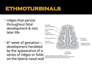 Comprehensive Anatomy and Physiology of the Nose and Paranasal Sinuses ...