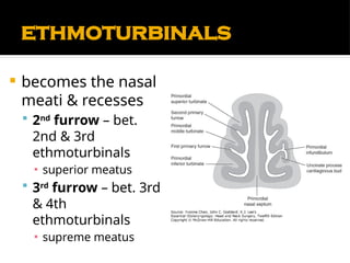 Comprehensive Anatomy and Physiology of the Nose and Paranasal Sinuses ...