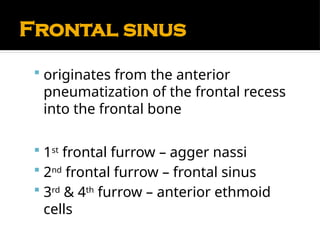 Comprehensive Anatomy and Physiology of the Nose and Paranasal Sinuses ...