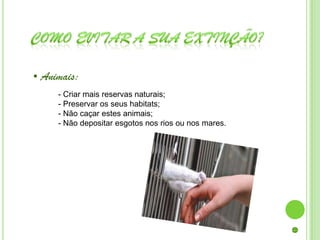 • Animais:
     - Criar mais reservas naturais;
     - Preservar os seus habitats;
     - Não caçar estes animais;
     - Não depositar esgotos nos rios ou nos mares.
 