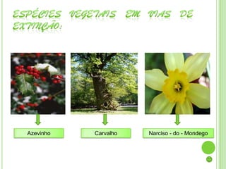 Azevinho   Carvalho   Narciso - do - Mondego
 